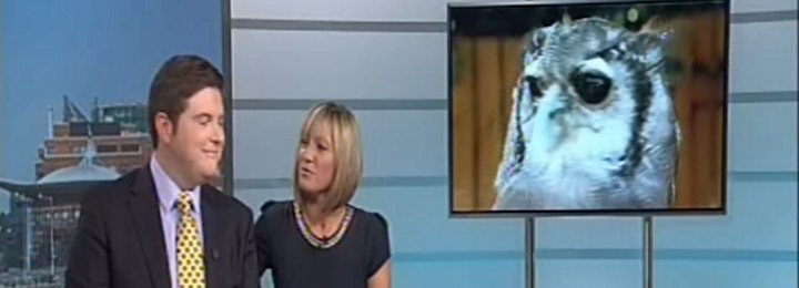 Falconry UK On ITV News
