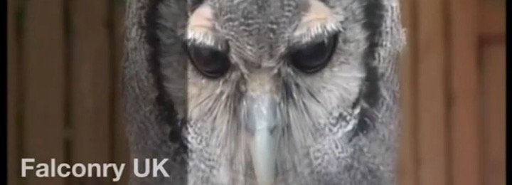 Falconry UK Promotional Video