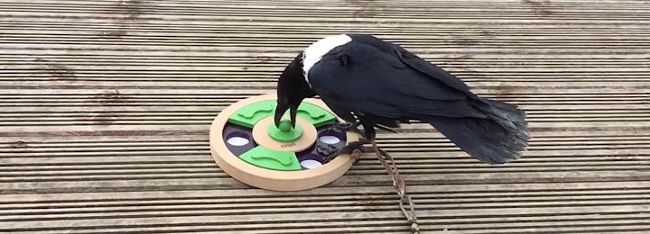 Our Clever African Pied Crow