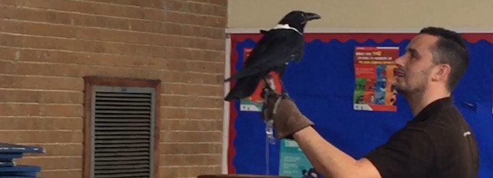 Sebastian Our African Pied Crow at a School Visit