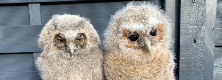 Falconry UK 2020 Babies
