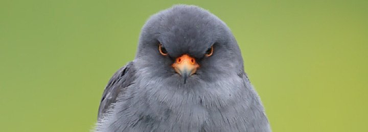 Our Baby Red Footed Falcon Bluey