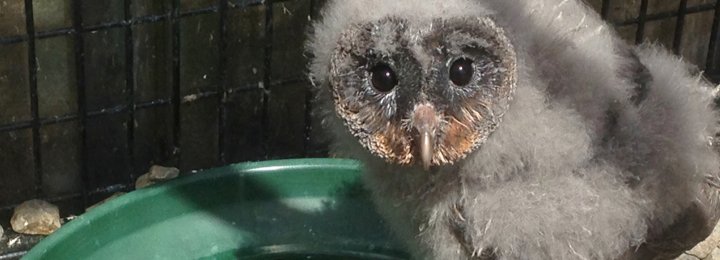 Alba Our Baby Black Barn Owl