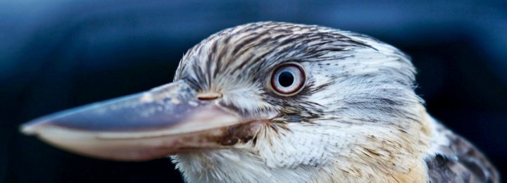 Blu - Blue Winged Kookaburra