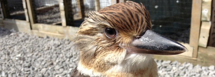 Blu Our Baby Kookaburra