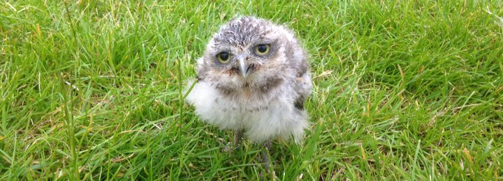 Bobby Our Baby Burrowing Owl