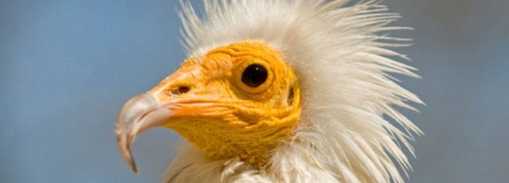 We Have An Egyptian Vulture