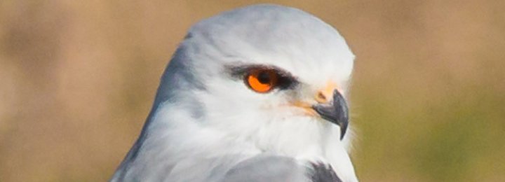 Our Baby Black Winged Kite