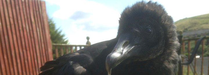 Black Vulture Joins Our Team