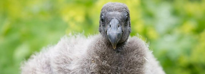 Lexi Our Andean Condor
