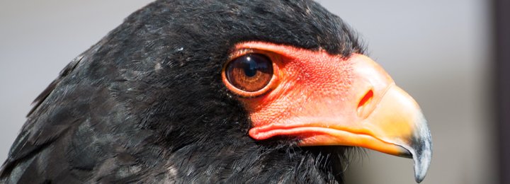 Our New Birds For 2016