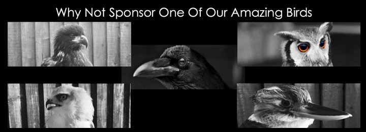 Sponsor One Of Our Birds