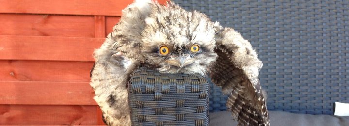 Sydney Our Baby Tawny Frogmouth