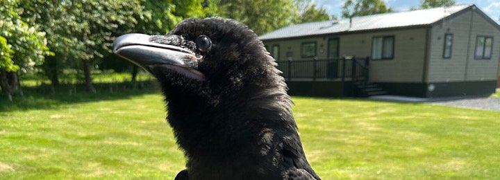 Newest Falconry UK Member For 2025