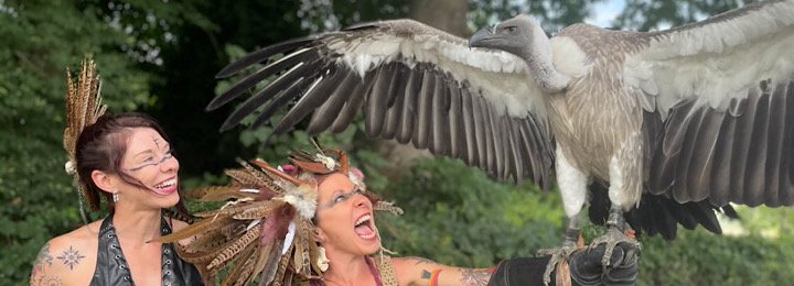 George Our African White Backed Vulture At Valhalla Viking Festival