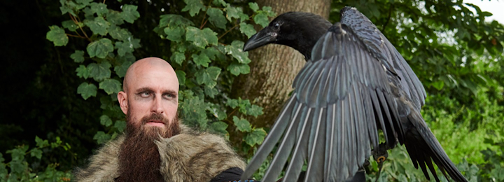Loki Our Raven Makes The Sun Newspaper
