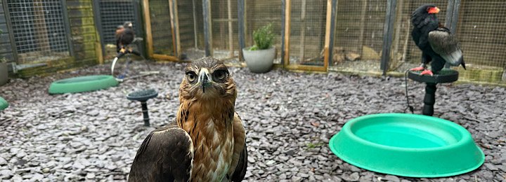 Nero Our African Hawk Eagle
