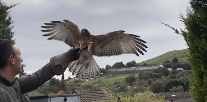 Some Lovely Fights From Nero Our African Hawk Eagle