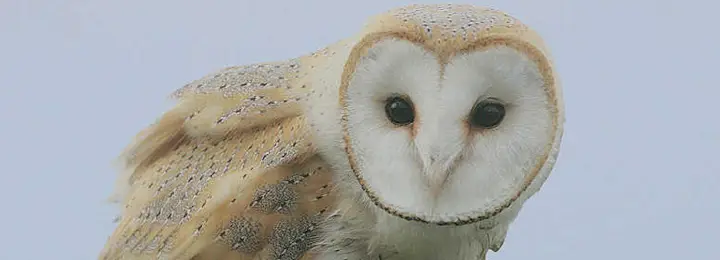 Our Baby Barn Owl Marmalade