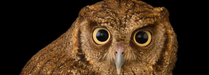 Our Baby Tropical Screech Owl Pickle